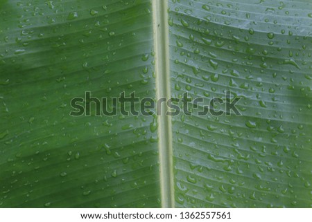 Green banana leaf with water drop background