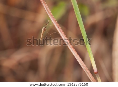 Mosquitoes resting on grass blades