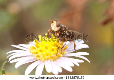 Bee resting on a flower