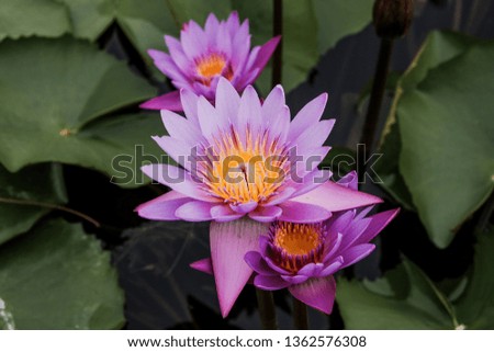 The perfect pink lotus blossoms or water lily flowers blooming to see the core pollen with green leaves background on pond