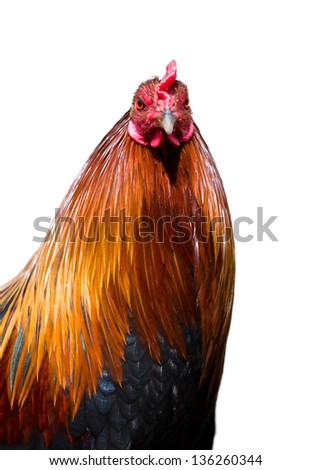 cock isolated