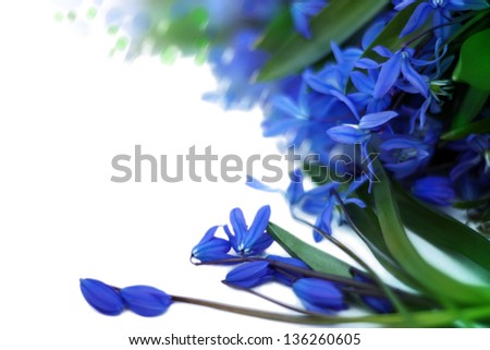 Beautiful spring flowers isolated, siberian squill.