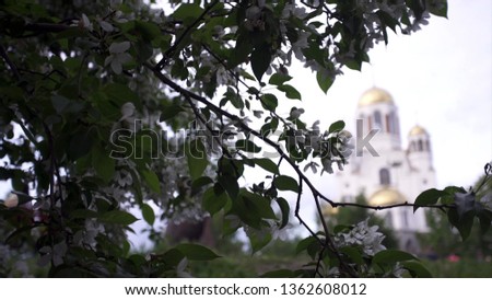 Cherry blossoms on background of Church. Stock footage. Spring bloom of white flowers on green bushes on background of Church with domes in cloudy weather