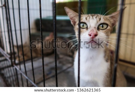 Sad abandoned cat in cage.