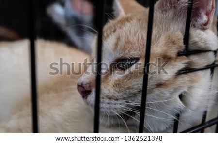 Sad abandoned cat in cage.