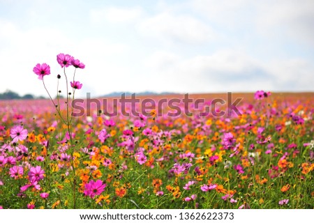 Landscape of Blooming Cosmos Flower Park in Spring Season