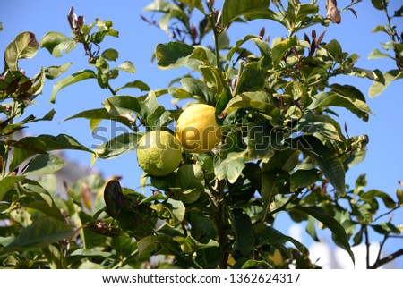 yellow lemons at the lemon tree on the balearic island mallorca, spain
