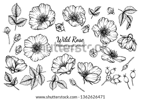 Collection set of wild rose flower and leaves drawing illustration. for pattern, logo, template, banner, posters, invitation and greeting card design.

 Royalty-Free Stock Photo #1362626471