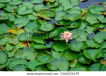 Close up the beautiful flower water lily