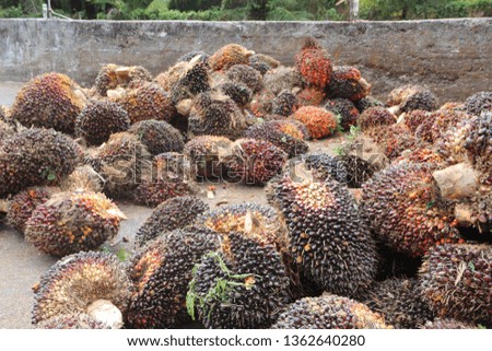 Palm bunch Thailand