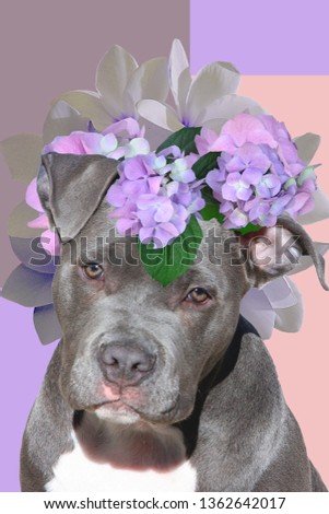 dog with a wreath on his head, art collage, a bouquet of flowers on his head at the pit bull