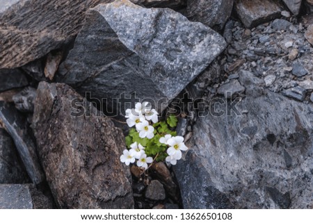 Flowers grew in the rocks