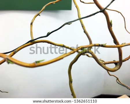 Spiral twisted jungle tree branch, vine liana plant isolated on white background. lovely abstract image of gnarled branches with young leaves against white background