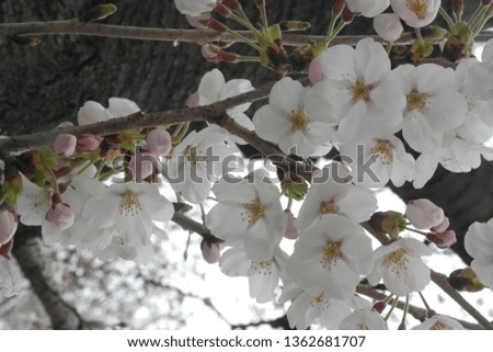 Cherry Blossom Festival in Chungju Dam