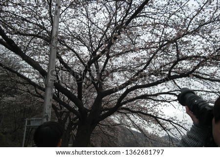 Cherry Blossom Festival in Chungju Dam