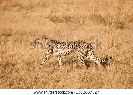 Beautiful cheetah, (Acinonix jubatus) walking in african savannah.