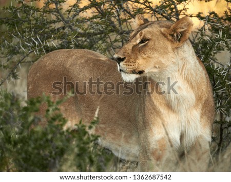Beautiful lioness hidden in the African bush, ready to start hunting.