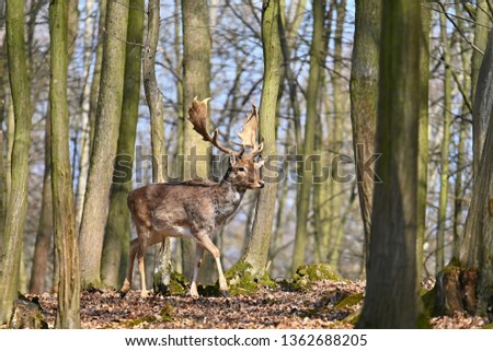 Beautiful animal in a wild forest in nature. Fallow deer (Dama dama)
