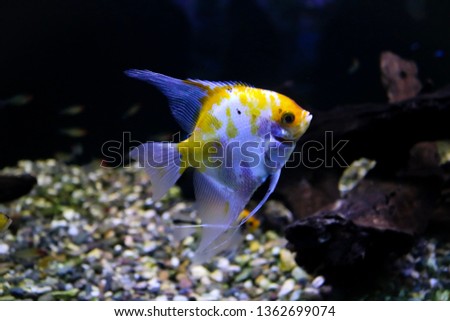 Colorful fish in aquarium saltwater world.Royal Angelfish (Pterophyllum).Black background.High quality. Pterophyllum scalare,freshwater.Regal Angelfish,Pygoplites diacanthus, swimming over coral reef.