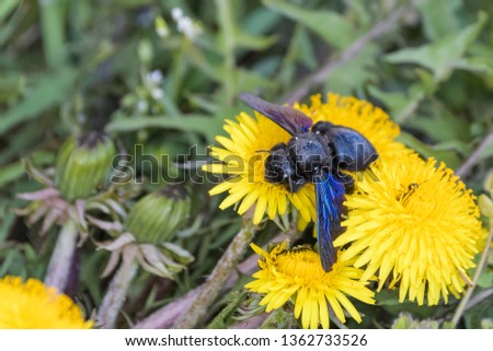 Violet Carpenter bee sitting on a dandelion