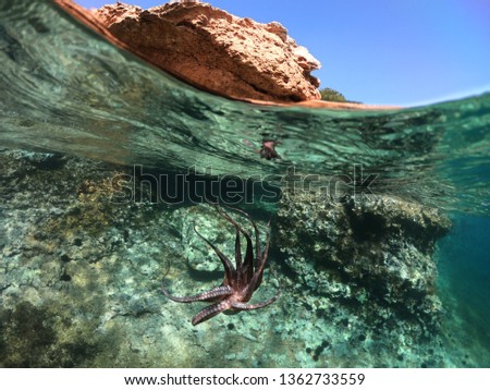 Underwater photo of octopus in tropical exotic emerald clear sea rocky bay with coral reef