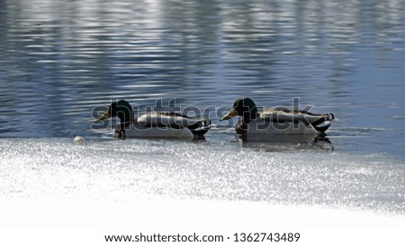 mallard ducks swimming on a mountain lake in spring
