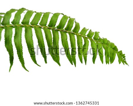 Green leaf texture. Green leaves isolated on white background. Plants with green leaves. Green leaf pattern background. ( Polypodiophyta )