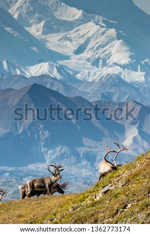 Caribou deer in front of mount Denali, Denali NP, Alaska Royalty-Free Stock Photo #1362773174