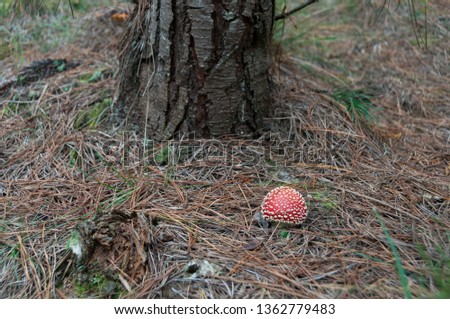 Fly agaric mushroom in forest nature background. psychedelic mushroom background