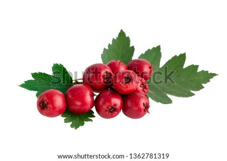 Hawthorn or common hawthorn or Crataegus monogyna berries  isolated on white background Royalty-Free Stock Photo #1362781319