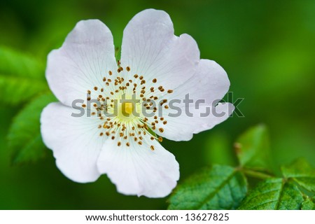 Close-up of white brier flower on green background