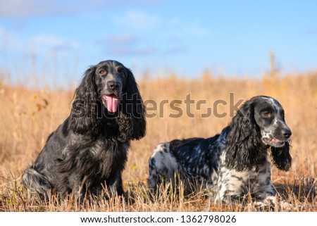 Two female spaniel are sitting in field.