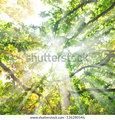 Beautiful morning in the forest Royalty-Free Stock Photo #136280546