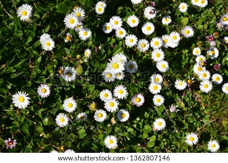 Chamomile Flowers in the grass at spring	
