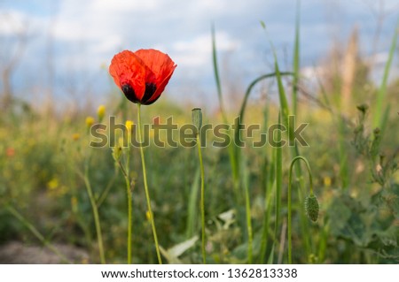 Lonely poppy in the field against the background of the sky