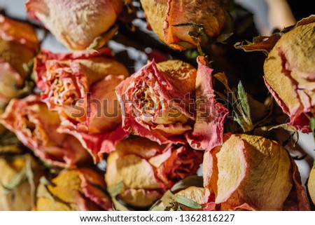 bouquet of pink dried roses close up photo in vintage tone