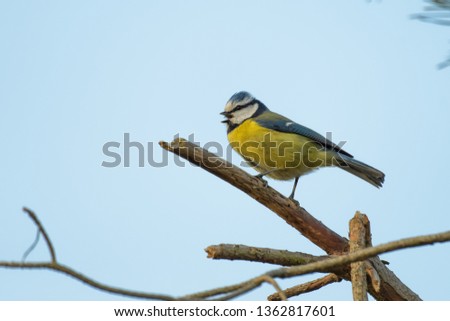 Blue tit singing on a branch