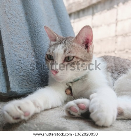The cat resting on cement floor