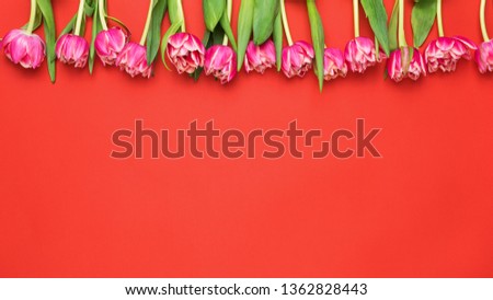 Pink Peony Tulips On Coral Red Background. Top View Copy Space For Text. Women's Day, Valentine's Day Or Wedding Greeting Card, Floral Background