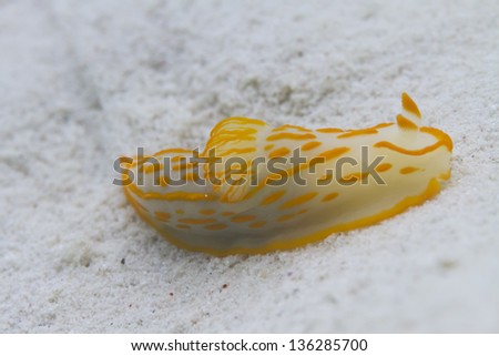 Nudibranch at Surin national park in Thailand