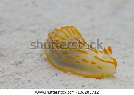 Nudibranch at Surin national park in Thailand