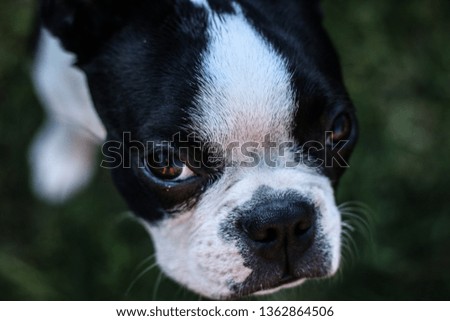 Hungry dog. Posing for food. Boston terrier. Sunny day. Photo was taken in the garden. Cute funny photos. Family 
time. The best friend.