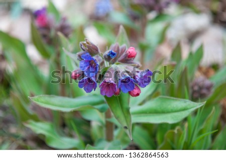 Pulmonaria officinalis, lungwort, common lungwort, Mary's tears, Our Lady's milk drops. The pretty bright blue flowers in the spring forest. Royalty-Free Stock Photo #1362864563