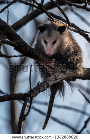 This opossum was just hanging out in this tree keeping his eye on things on the ground