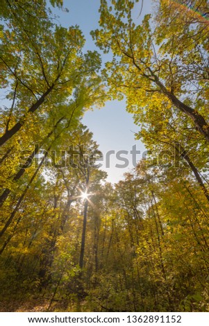 Sunny day in forest on autumn landscape, fall leaves in woodland