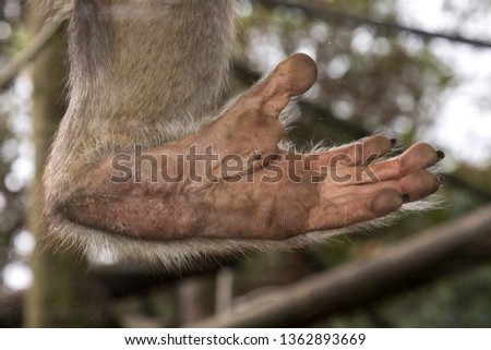 foot of a baboon with fingerprints behind a glassin a zoo