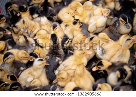 cute ducklings (duck babies)