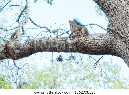 Squirrel is on the tree branch