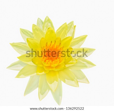 Yellow water lily isolated on white background