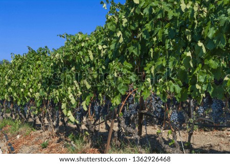 Picture of a Beautiful Grape Fruit Vineyard Ready to Produce Wine, Liguria, Italy